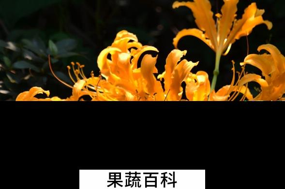 果蔬百科忽地笑的养殖方法与注意事项
