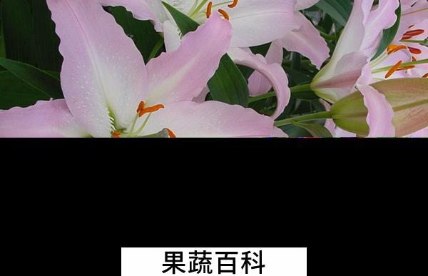 果蔬百科东方百合的养殖方法