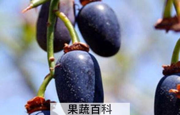 青刺果的功效与作用 吃青刺果的好处