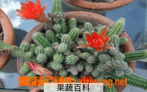 仙人指的养殖方法和注意事项