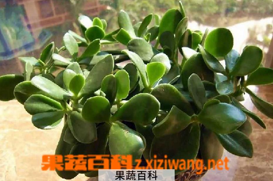 果蔬百科玉树有毒吗 玉树养殖方法介绍