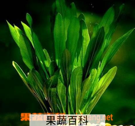 果蔬百科盆栽皇冠草怎么养