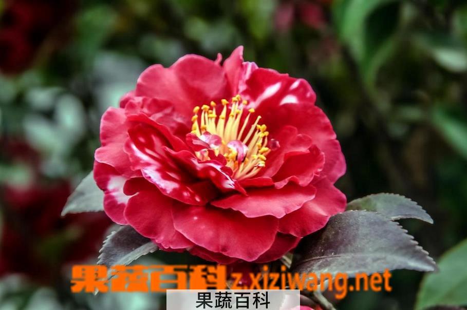 果蔬百科北方茶花和南方茶花的区别