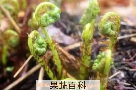 猴腿菜的功效与作用 猴腿菜的禁忌