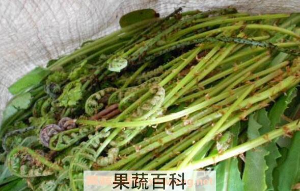 猴腿菜的功效与作用 猴腿菜的禁忌