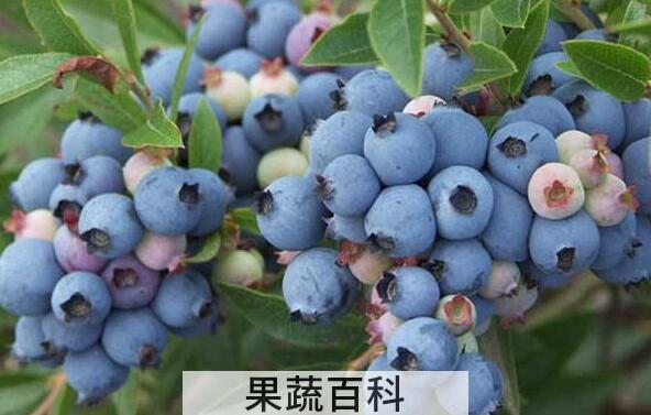 野生蓝莓的功效与作用 