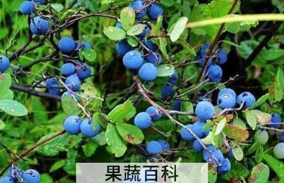野生蓝莓的功效与作用 