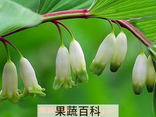 玉竹