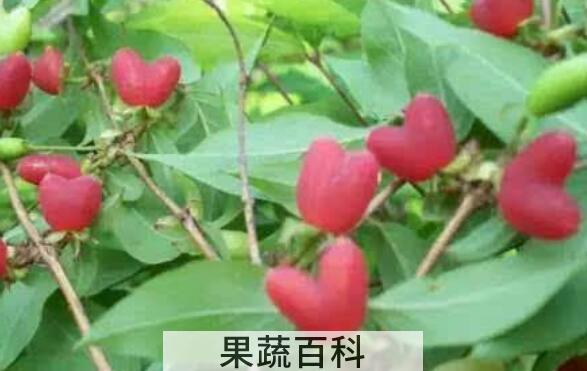 杈杷果的功效作用 杈杷果的禁忌