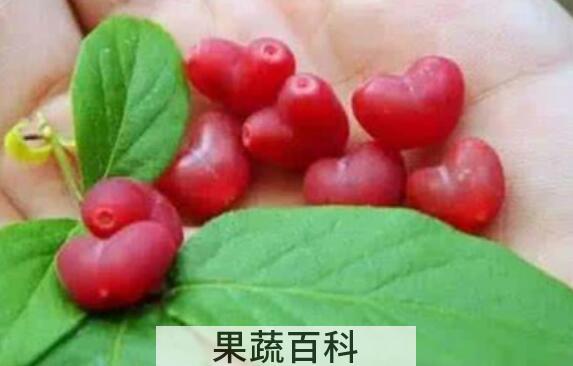 杈杷果的功效作用 杈杷果的禁忌
