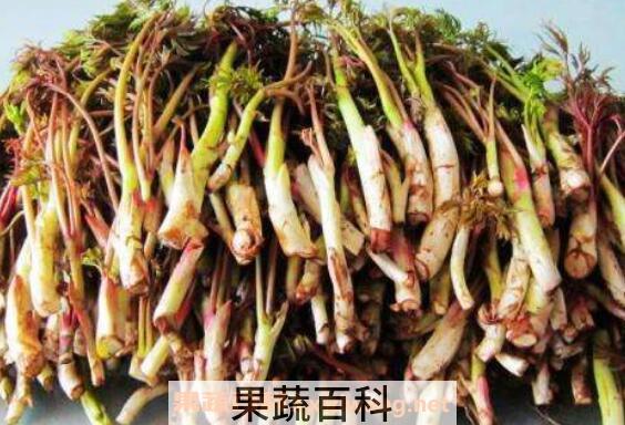 蕨菜和猴腿的区别 吃蕨菜的好处
