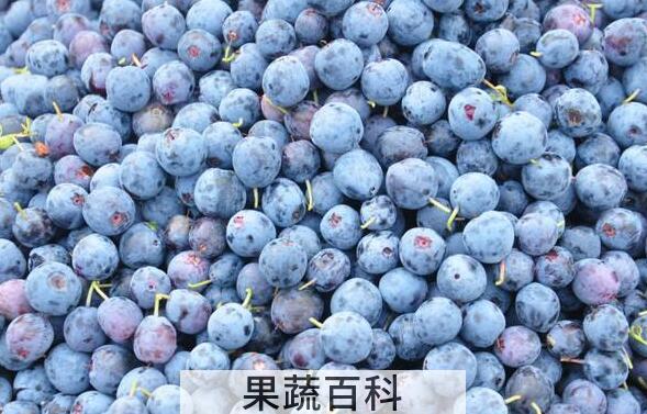 野生蓝莓和蓝莓的区别 
