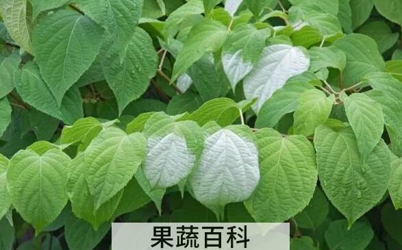 红心果叶的功效与作用	