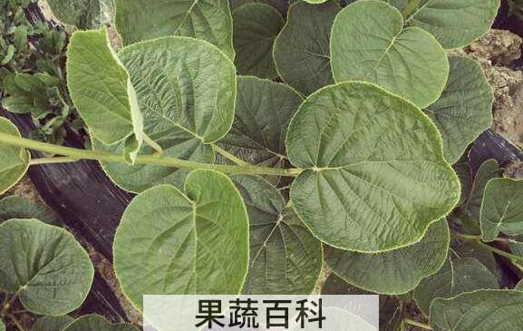 红心果叶的功效与作用	