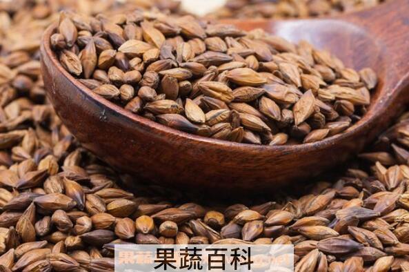 大麦茶的功效与作用 喝大麦茶的好处有哪些