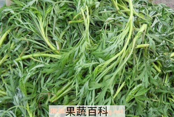 柳蒿芽的作用与功效