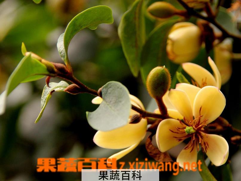 果蔬百科含笑花的繁殖方法