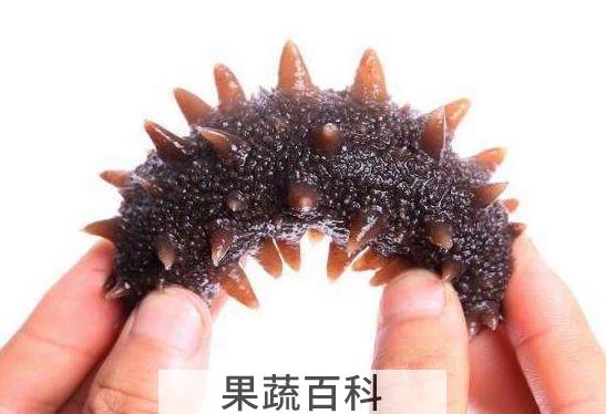 海参如何泡发 干海参泡发的正确方法