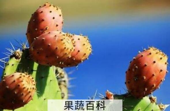 小火龙果叫什么 小火龙果的功效与作用