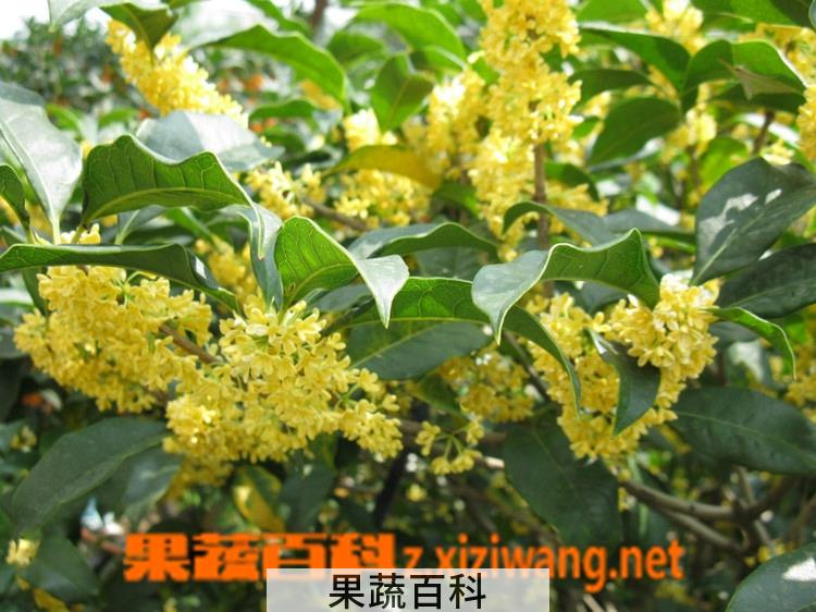 果蔬百科桂花树怎么修剪