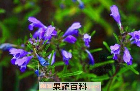 香青兰的功效与作用