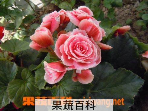 果蔬百科丽格海棠的养殖方法