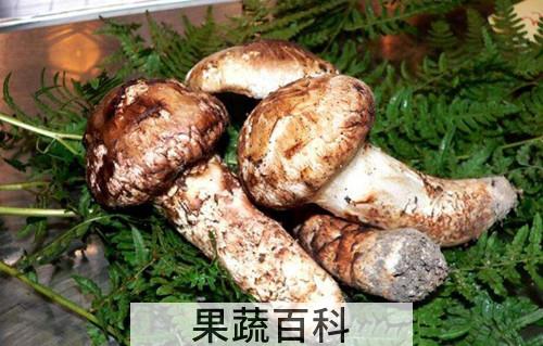 松茸