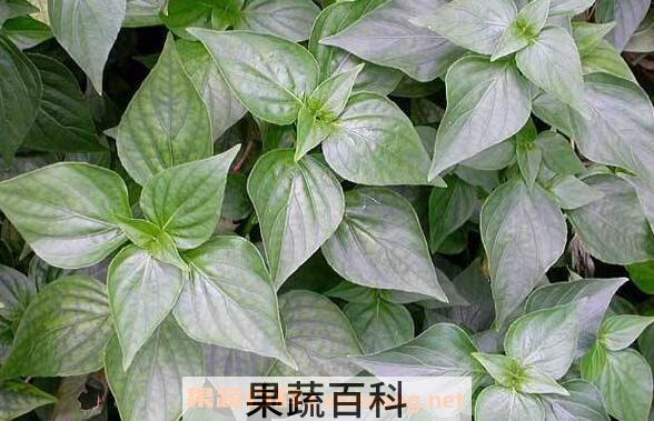 苦爹菜的功效和作用