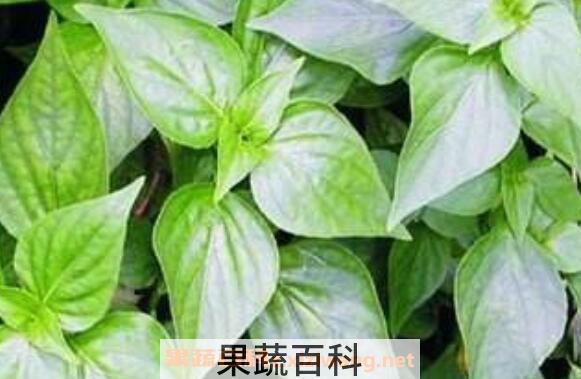 苦爹菜的功效和作用