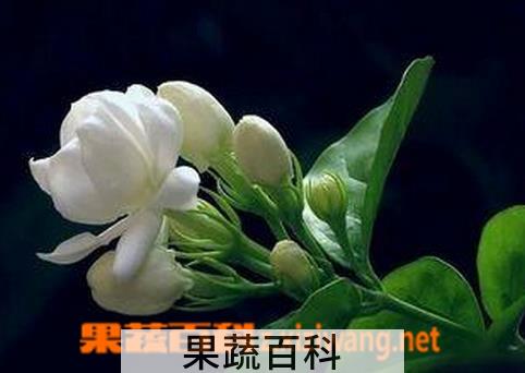 果蔬百科茉莉花的嫩枝扦插繁殖方法