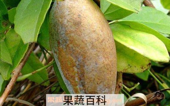 八月白的功效与作用