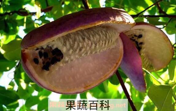 八月白的功效与作用