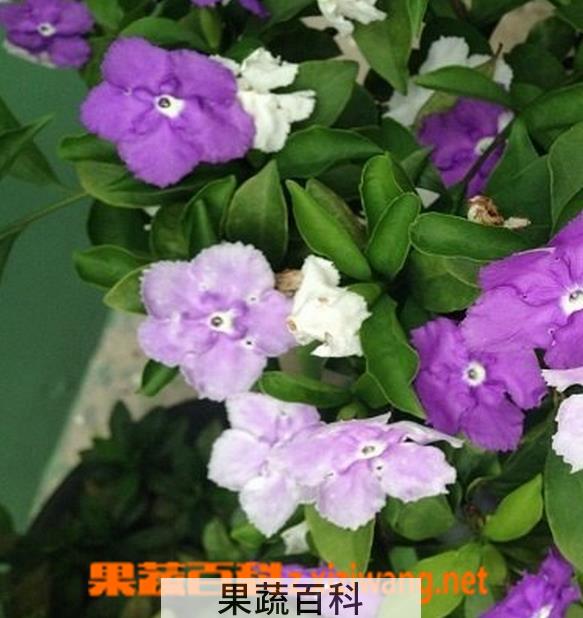 果蔬百科双色茉莉怎么修剪