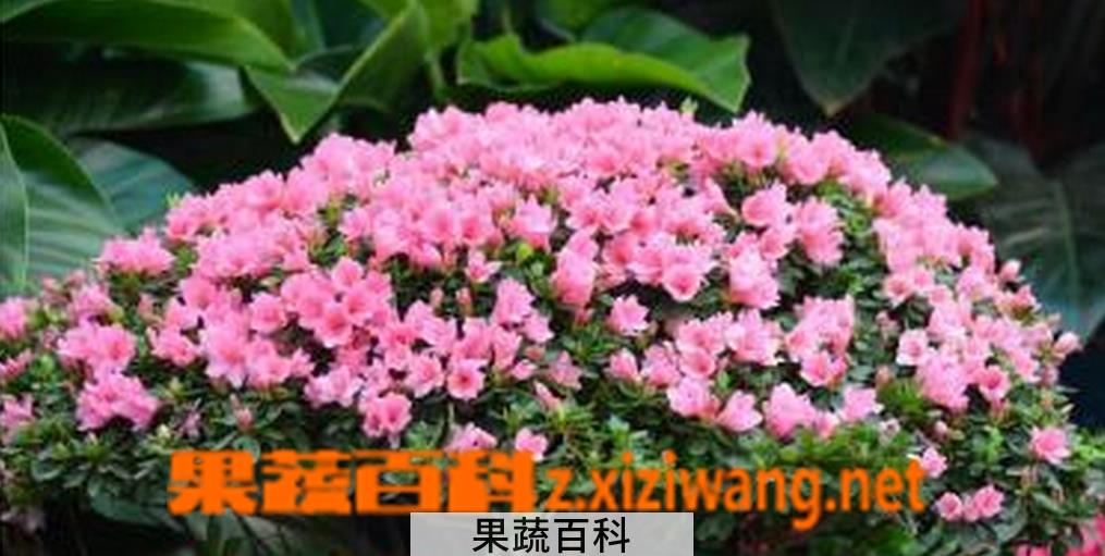 果蔬百科杜鹃花的繁殖方法