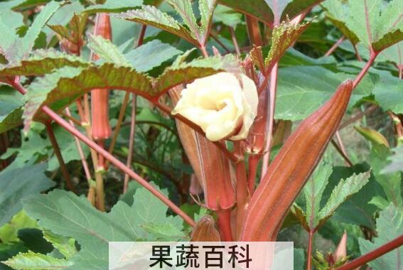 咖啡黄葵怎么吃 咖啡黄葵的食用方法