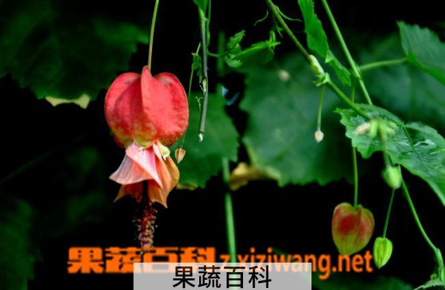果蔬百科蔓性风铃花的养殖方法