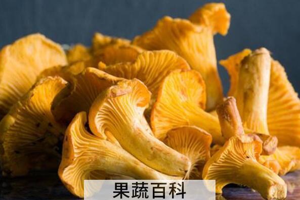黄丝菌的功效和作用 黄丝菌的禁忌