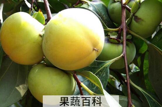 青柿子的功效与作用及禁忌