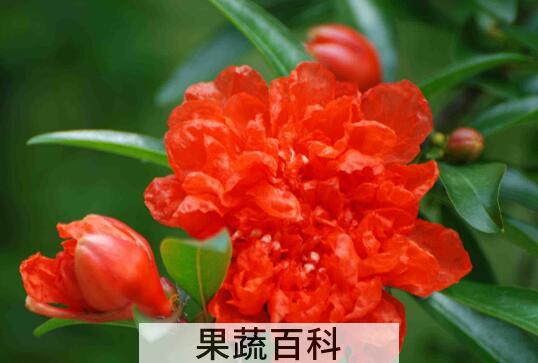 石榴花的功效和做法