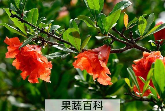 石榴花的功效和做法