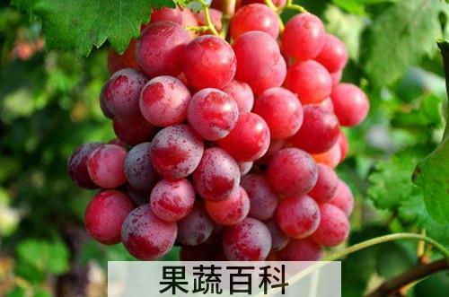 葡萄