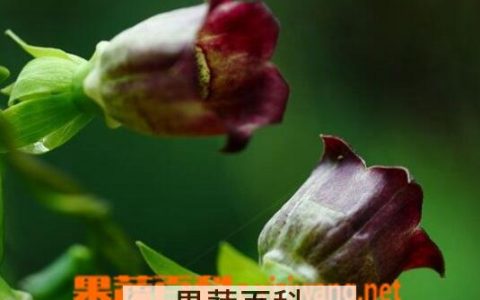 羊乳花的花语 羊乳花的功效和作用