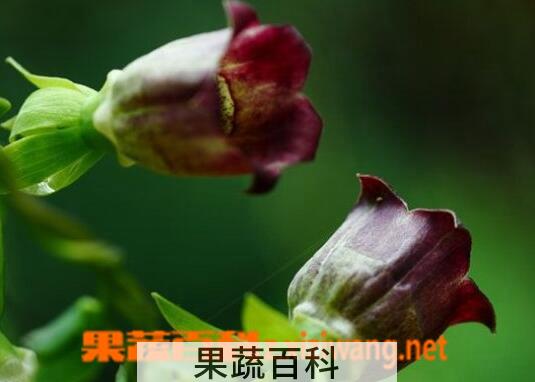 果蔬百科羊乳花的功效与作用