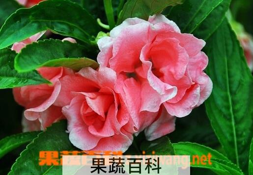 果蔬百科凤仙花的功效与作用