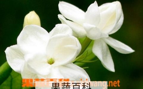 茉莉花的食疗功效与用法视频 茉莉花的食疗功效与用法禁忌