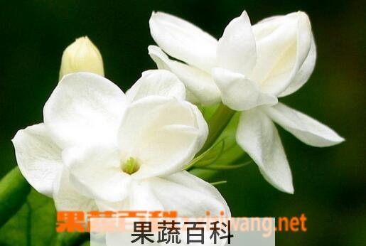果蔬百科茉莉花的食疗功效与用法