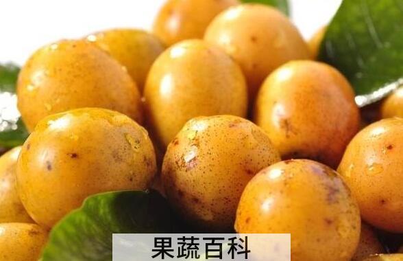 南酸枣的功效与作用 南酸枣的禁忌