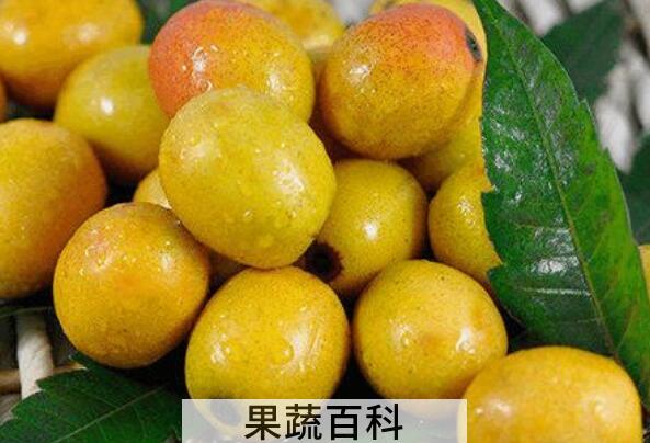 南酸枣的功效与作用 南酸枣的禁忌