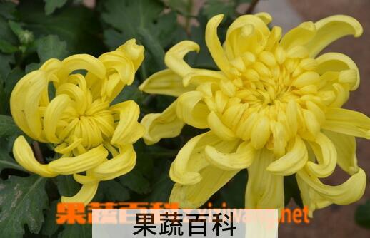果蔬百科菊花的养生功效与用法