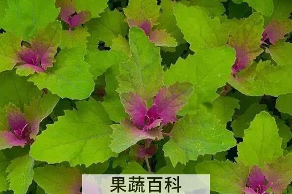 有毒灰菜与灰菜的区别 灰菜中毒怎么办